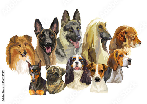 Fototapeta Naklejka Na Ścianę i Meble -  Realistic dogs portraits of different breeds vector illustration