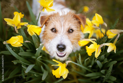 Happy cute pet dog puppy smiling, looking in daffodil flowers. Spring, summer or mothers day background.