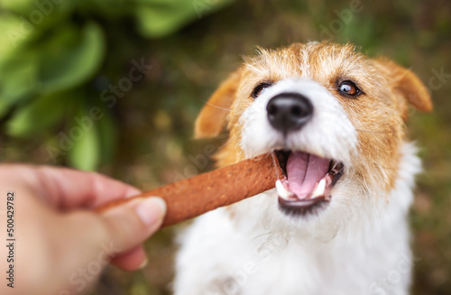 Hand giving snack treat to a healthy pet dog puppy. Cleaning plaque from teeth, dental care.