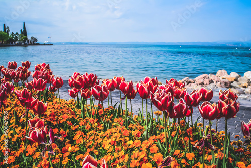 Tulips on the lakefront of Bardolino, Verona, Italy