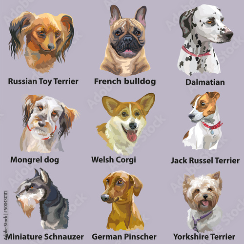 Different dogs breeds set vector isolated illustration