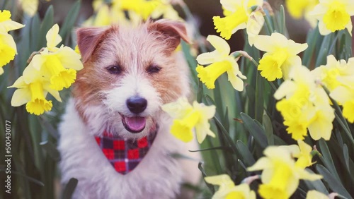 Happy cute pet dog puppy smiling, panting in daffodil flowers. Spring, easter, summer or mothers day background. photo