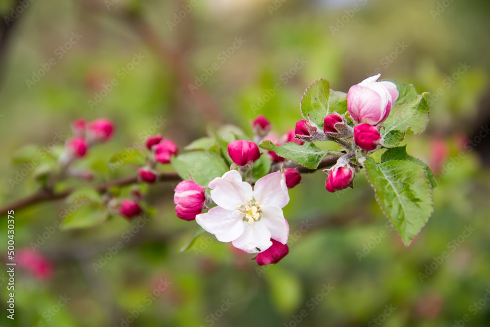 Apple blossom in spring in the garden Apple blossom in spring in the garden