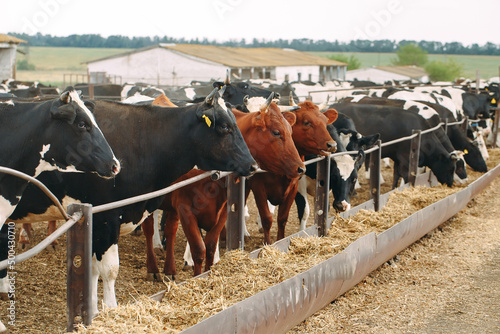 Cows on Farm. Cows eating hay in the stable.