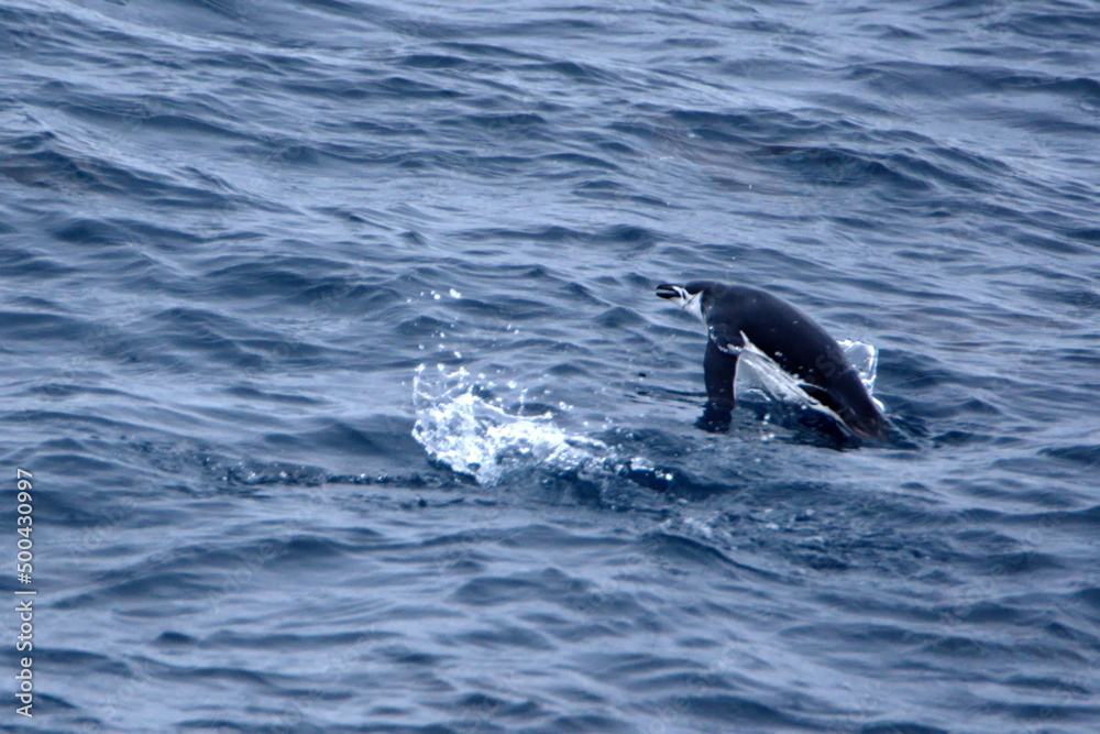 Obraz premium Chinstrap penguin (Pygoscelis antarcticus) swimming in the Southern Ocean in Antarctica
