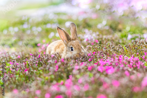 Fototapeta Naklejka Na Ścianę i Meble -  Red-haired pet rabbit sitting on green grass with pink flowers, close-up photo of a pet
