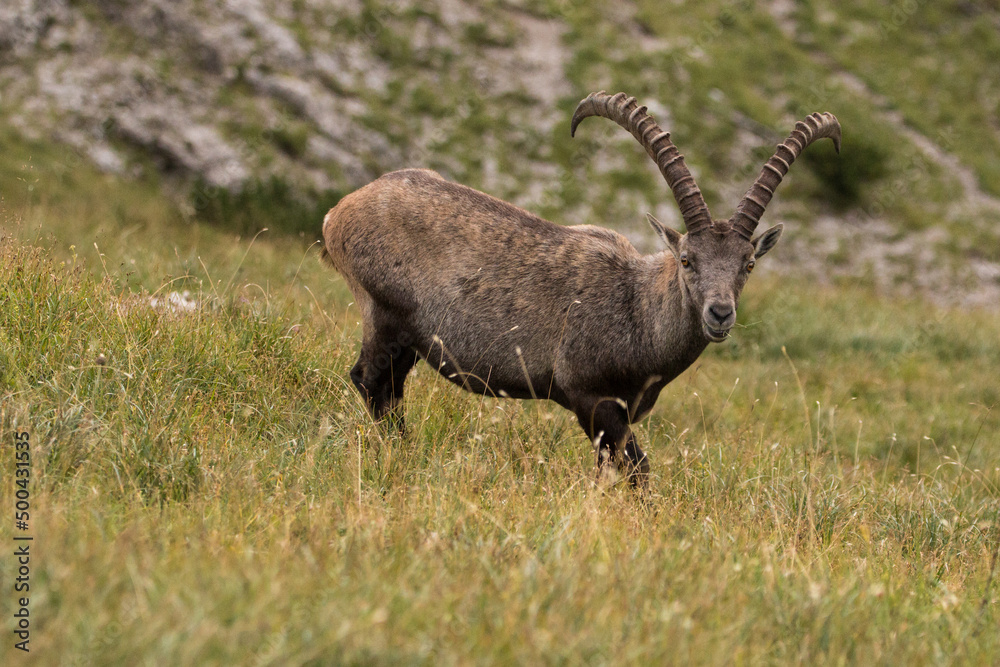 Young Capricorn enjoy the view in the Bavarian Alps, Karwendel Mountainrange Young Capricorn enjoy the view in the Bavarian Alps, Karwendel Mountainrange
