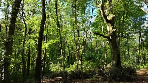 Bosco di faggi in una giornata di sole.
Vista aerea della foresta di alberi di faggio in primavera. photo