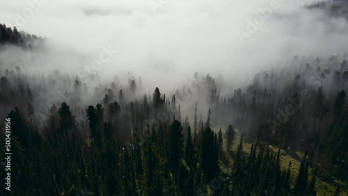 Aerial view of a beautiful summer coniferous forest shrouded in mist at dawn