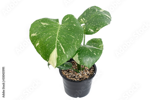 Monstera Thai Constellation in black plastic pot with isolated white background. Monsterla deliciosa white yellow variegation.