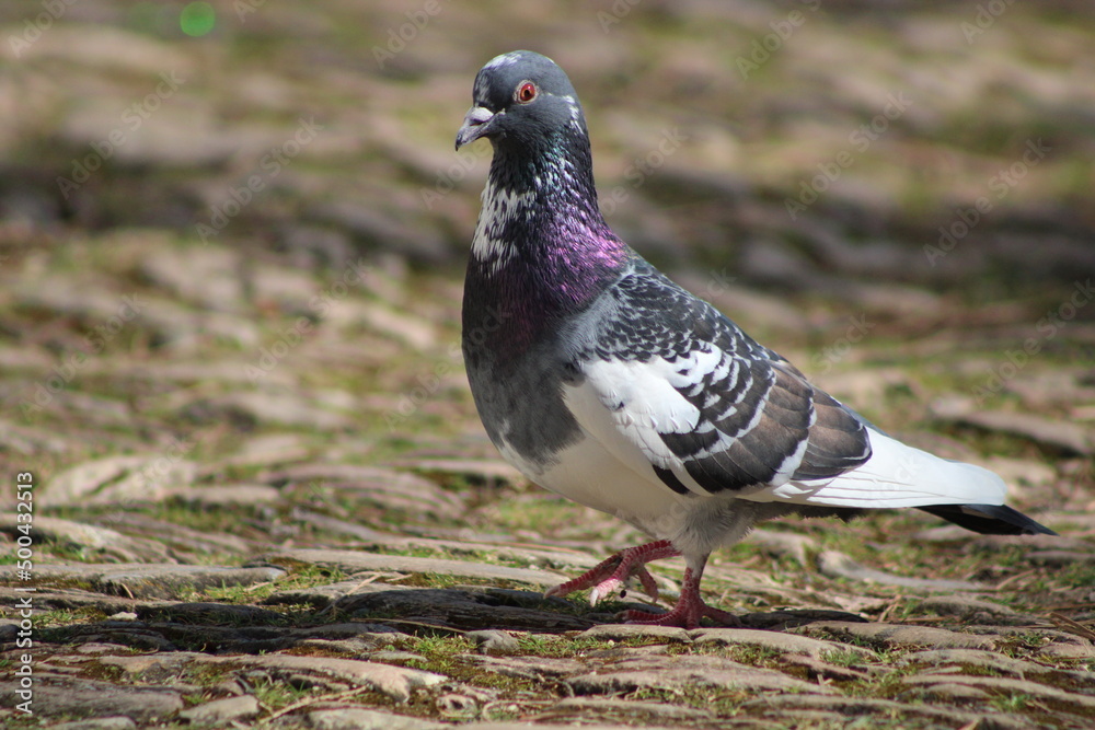 Obraz premium pigeon on the ground