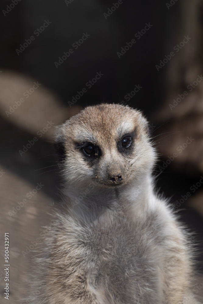 Obraz premium meerkat on guard
