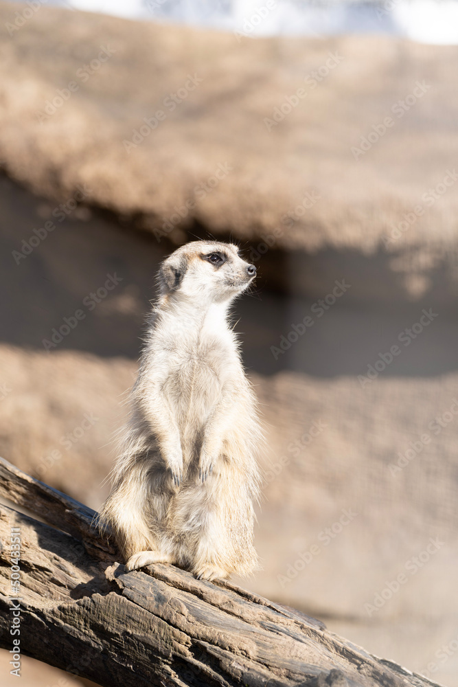 Fototapeta premium meerkat on guard