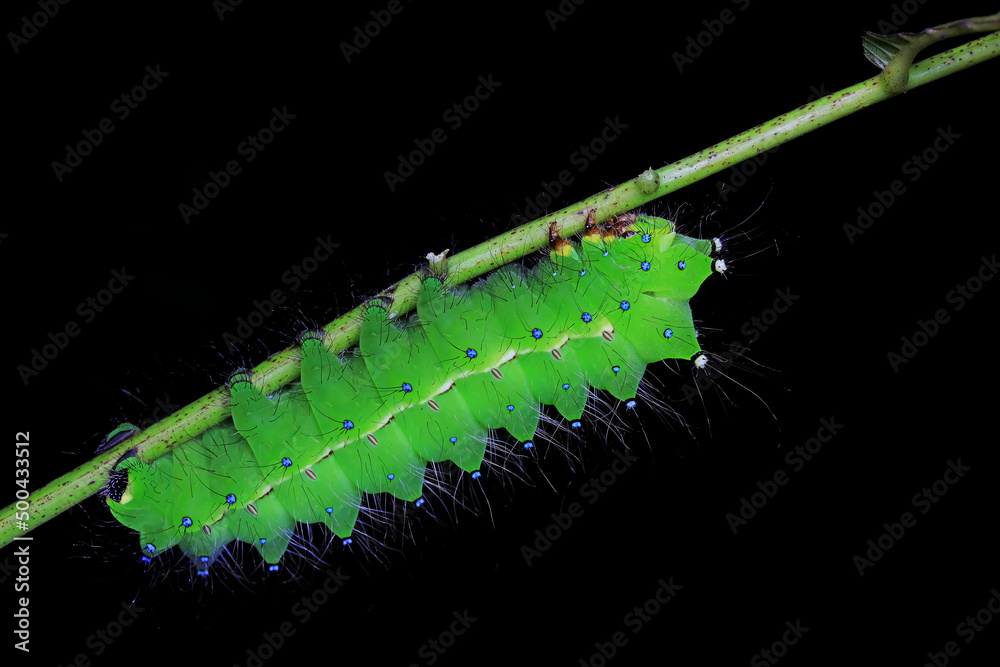 Obraz premium Lepidoptera larvae in the wild, North China