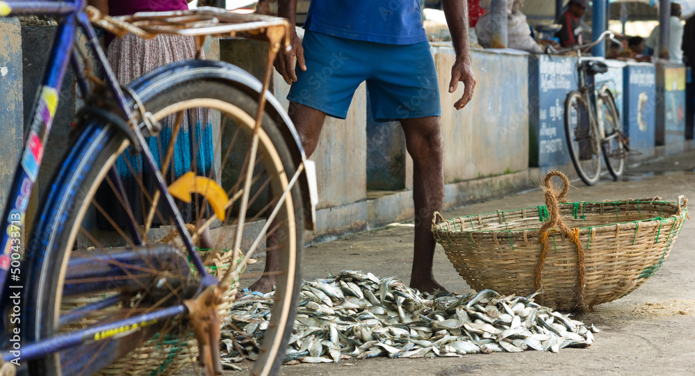Obraz premium Freshly caught fish at Negombo Fish Market, Sri Lanka