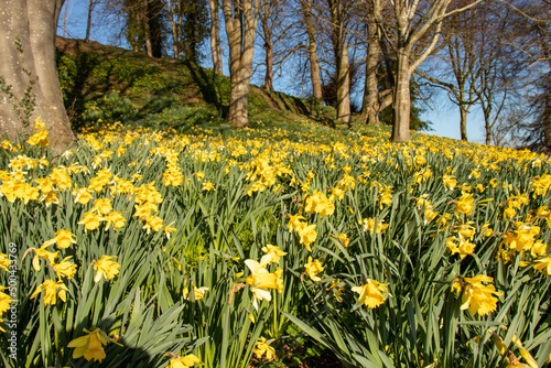 Daffodils in the park.