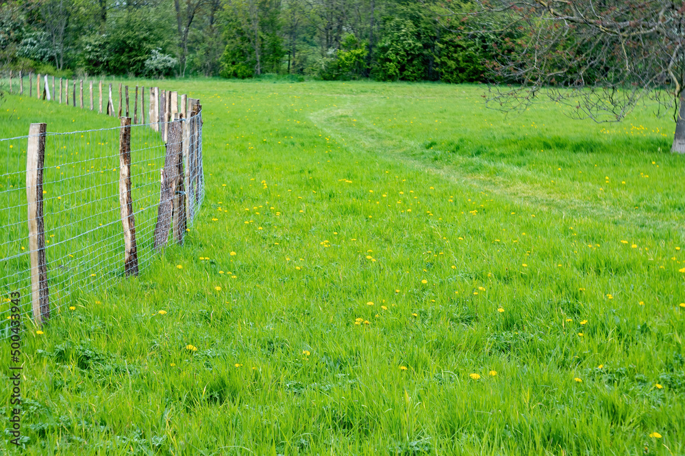 fence in the field