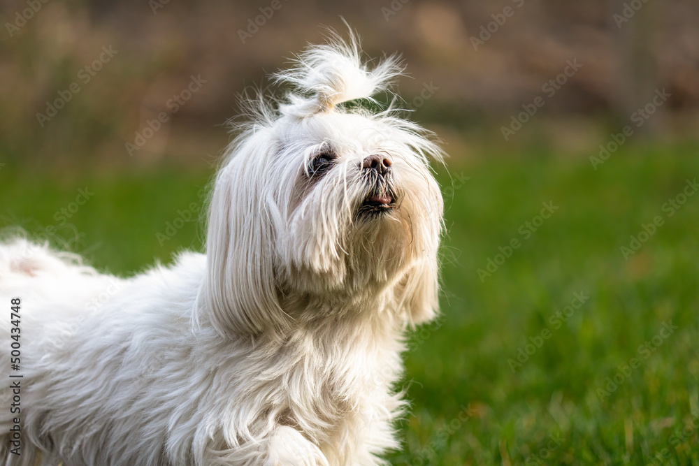 Portrait of dog Maltese looking up against green grass outdoors