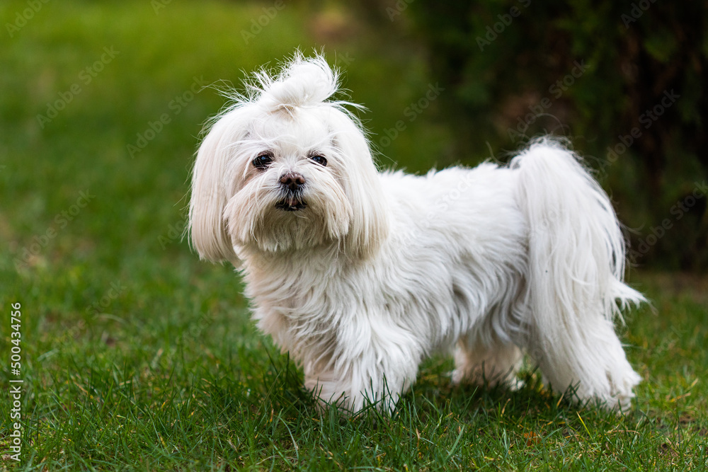 Portrait of dog Maltese looking at camera against green grass outdoors Portrait of dog Maltese looking at camera against green grass outdoors