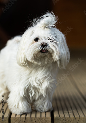 Portrait of dog Maltese looking at camera on wooden floor
