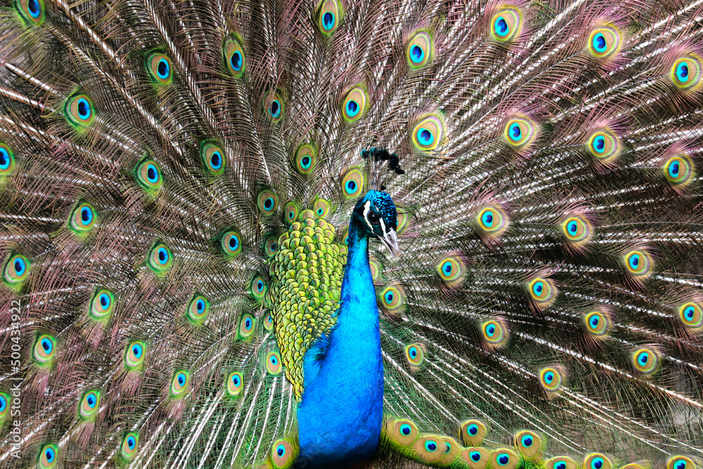 Obraz premium Pfauenrad