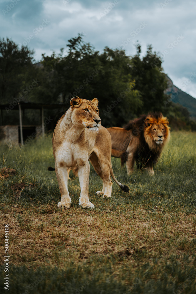 Naklejka premium Lion and Lioness