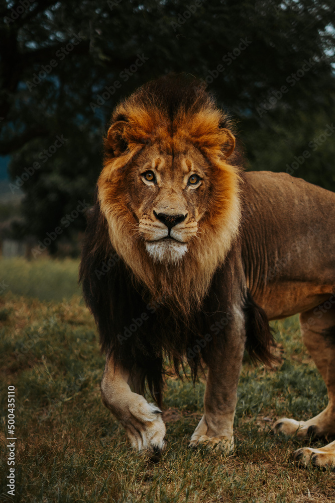 male lion