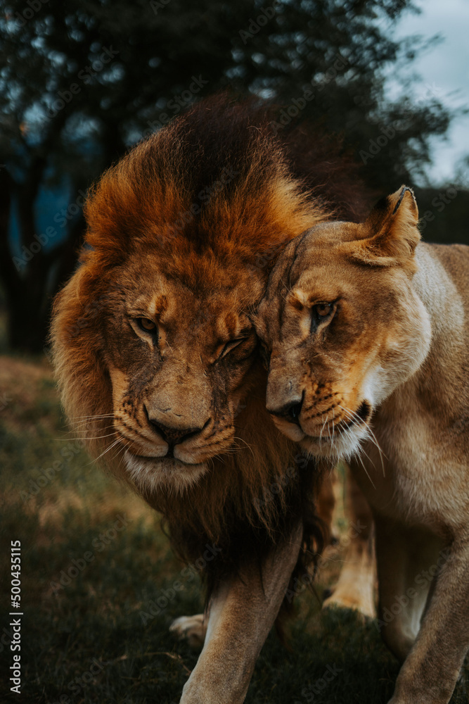 Fototapeta premium lion and lioness cuddling 