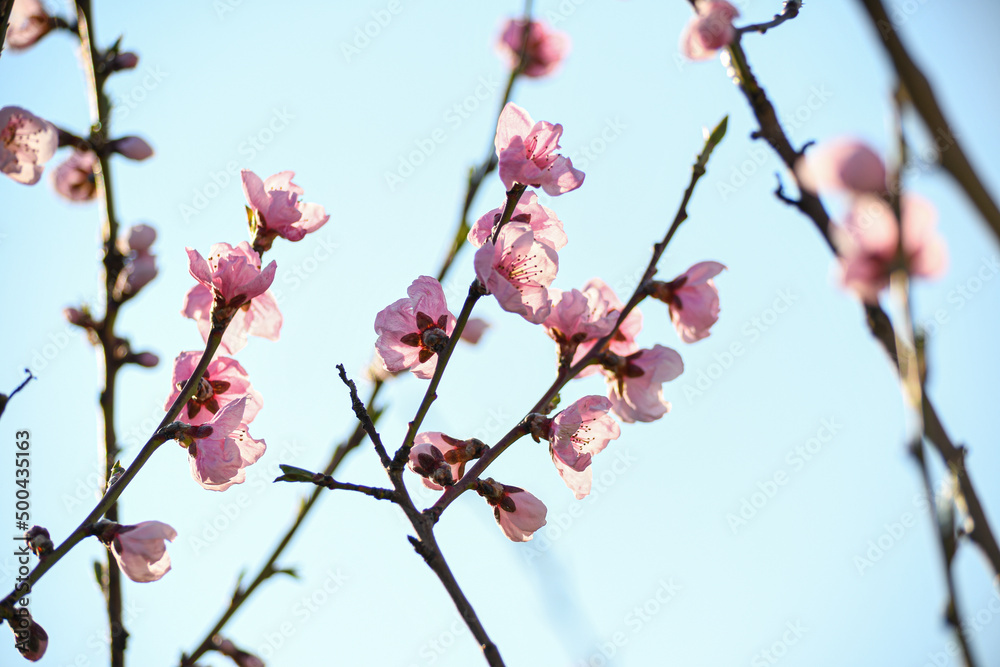 Blooming peach in the spring garden. Gardening. Lovely pink flowers. Blooming peach in the spring garden. Gardening. Lovely pink flowers.