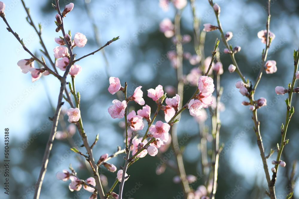 Blooming peach in the spring garden. Gardening. Lovely pink flowers. Blooming peach in the spring garden. Gardening. Lovely pink flowers.