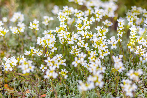 Close-up photo background with white little spring flowers on green grass, selected focus