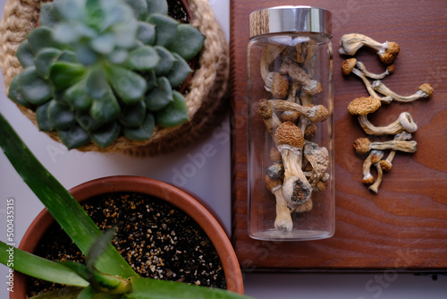 Dry Psilocybe Cubensis mushrooms in a glass jar on a wooden board surrounded by indoor plants. Life style microdosing concept. photo