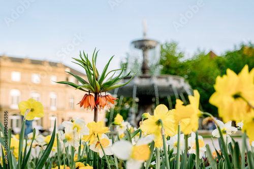 Blumen am Schlossplatz Stuttgart, Baden-Württemberg