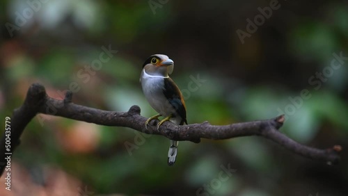 A female looking to the right of the frame with food in the mouth then looks around, Silver-breasted Broadbill, Serilophus lunatus, Kaeng Krachan National Park, Thailand. photo