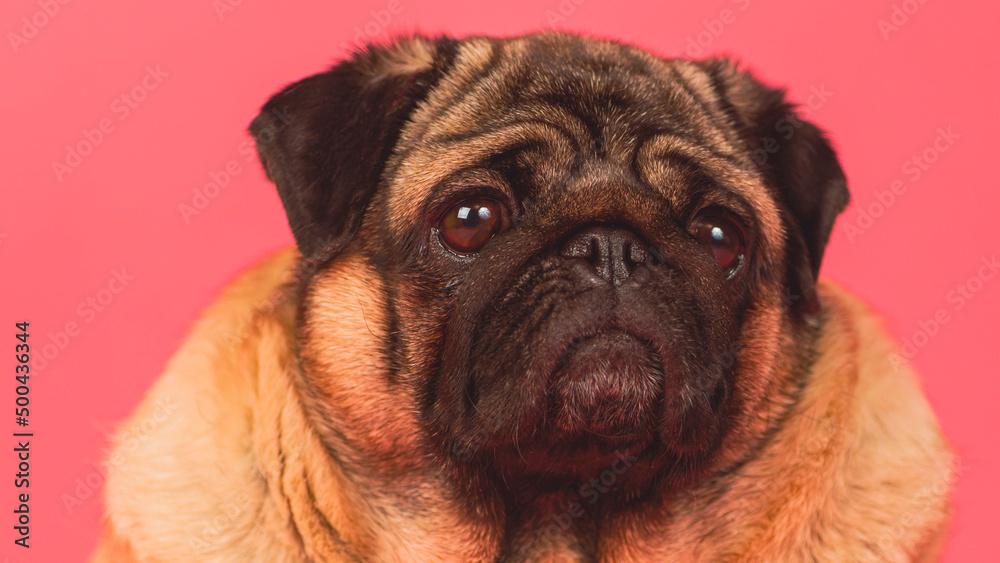 Cute pug sits and looking at camera. Adorable dog looking at camera while sits and resting on bright pink background Cute pug sits and looking at camera. Adorable dog looking at camera while sits and resting on bright pink background