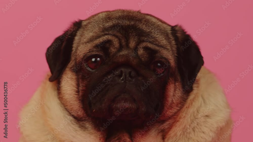Cute pug sits and licking his lips. Adorable dog and sticks out his tongue and resting on pink background Cute pug sits and licking his lips. Adorable dog and sticks out his tongue and resting on pink background