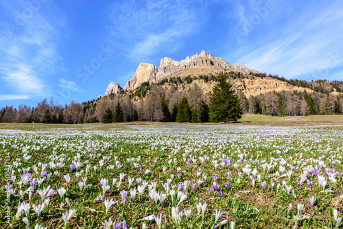 Meadow with crosus flowers against the Rosengarten group in the Dolomites, South Tyrol, Italy
