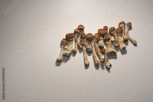 Microdosing diary plan. Dried psilocybin mushrooms Golden Teacher, pattern on white background. Psychedelic Psilocybe Cubensis mushrooms, top view, flat lay.