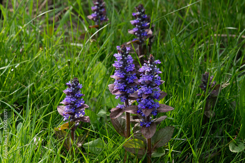 Kriechender Günsel in Wiese photo