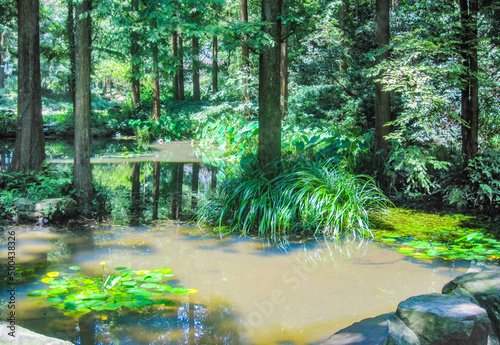 tropical forest in the jungle