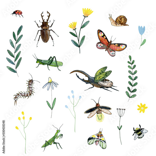 cute garden insect illustration clipart, watercolor flower clip art, bug, betlee, insect, ladybug, Grasshopper,  dragonfly, praying mantis, snail, butterfly, lightning bug, flying bug,  stag beetle