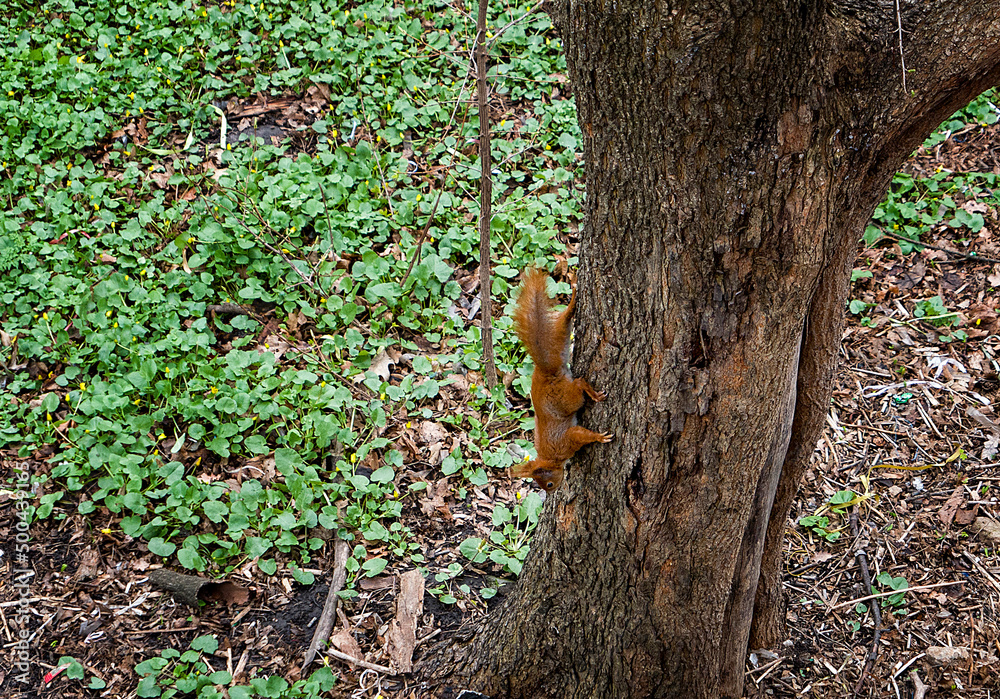 squirrel on tree in green spring forest squirrel on tree in green spring forest