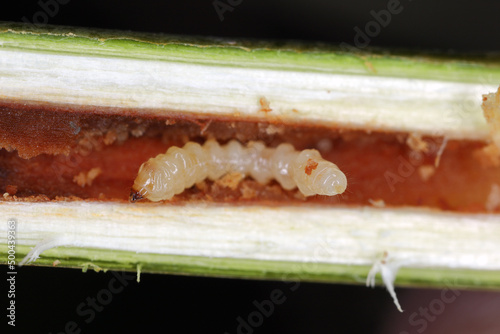 Larva of a longhorn beetle - Oberea oculata in the branch of a willow tree. photo
