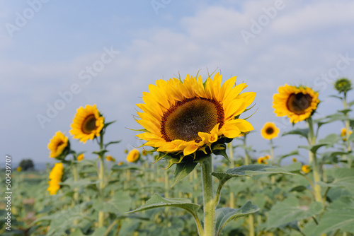 Wonderful panoramic view field of sunflowers