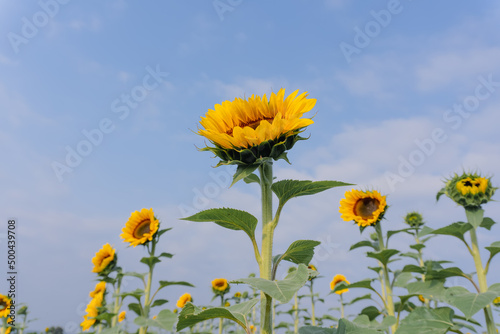 Wonderful panoramic view field of sunflowers
