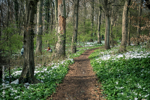 Menschen sammeln Bärlauch im Wald photo