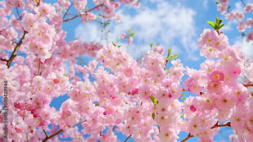 Blooming flowers sakura tree in spring video 4k