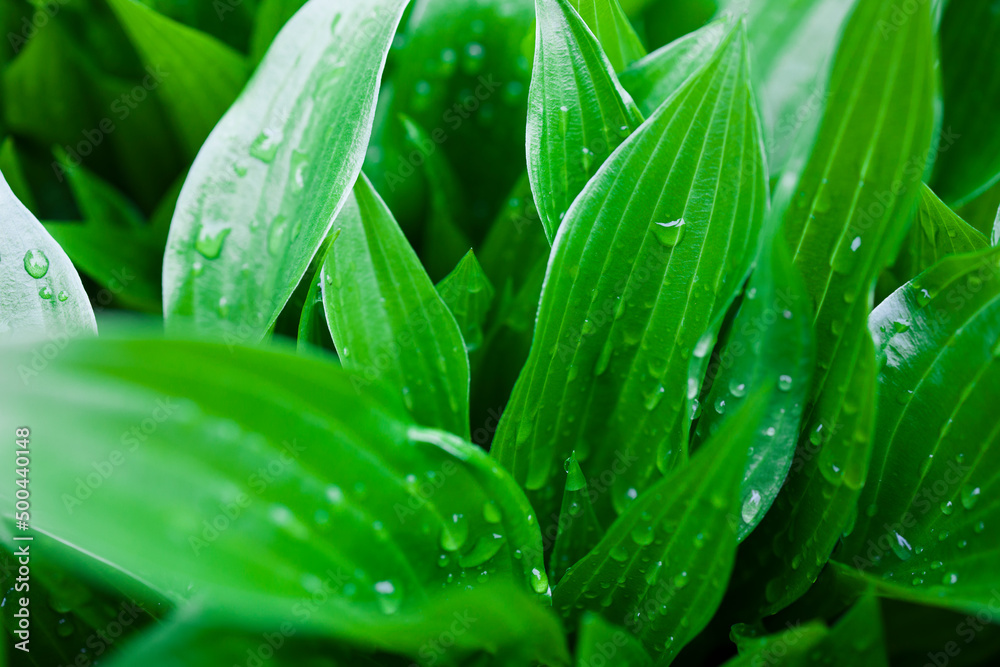 Beautiful green leaves with drops of water . Natural background . Eco concept Beautiful green leaves with drops of water . Natural background . Eco concept