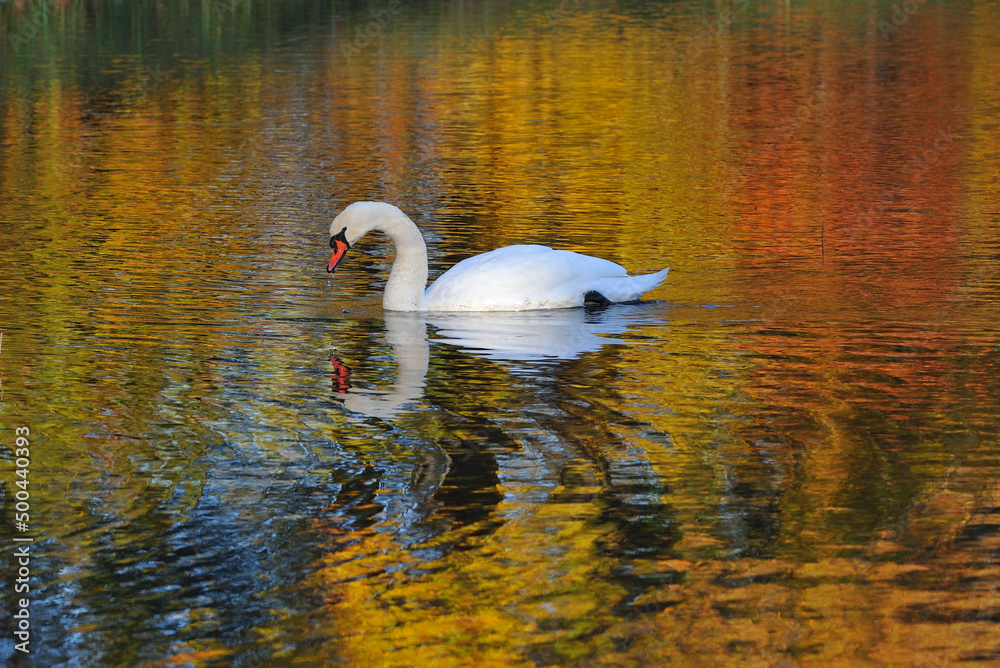Fototapeta premium Höckerschwan im Herbst