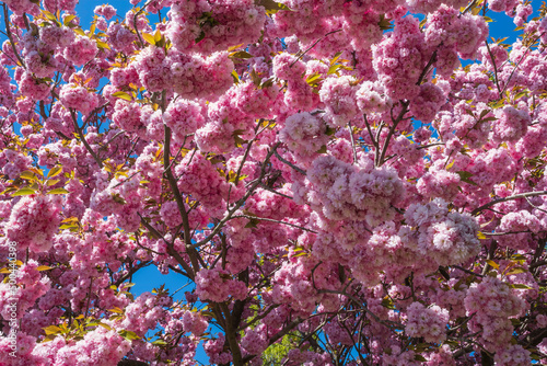 Looking up at a gorgeous pink blooming sakura tree with the sky in the background